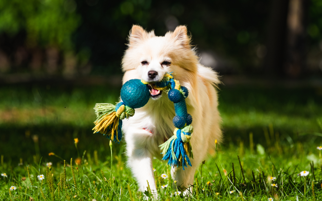 DIY Pet Toys: How to Make Fun and Safe Toys at Home