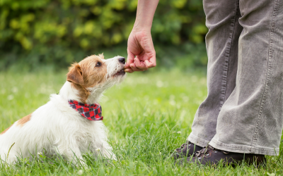 Mastering Pet Training: Essential Tools and Techniques