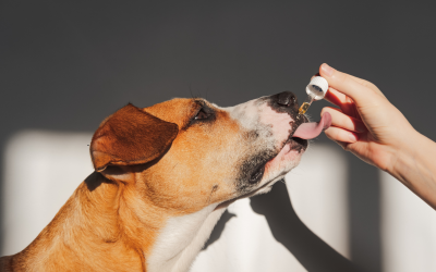 Nutrition and Beyond: Must-Have Supplements for Your Pet’s Health