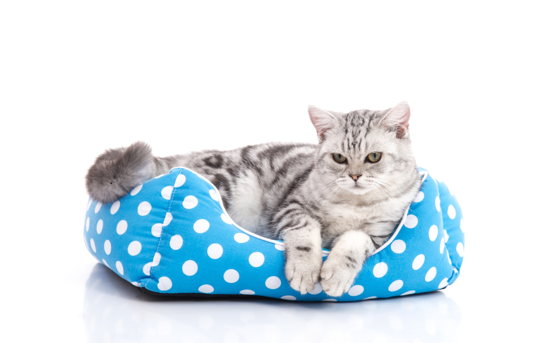 The Importance of Proper Bedding: Choosing the Right Bed for Your Pet’s Comfort